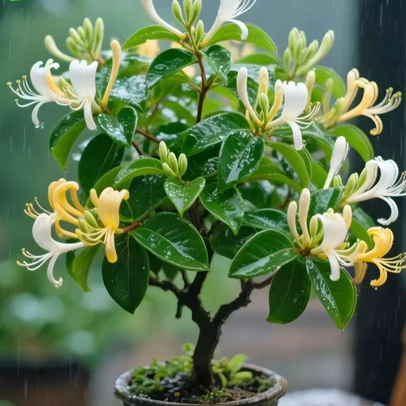 金银花老桩花卉耐寒植物