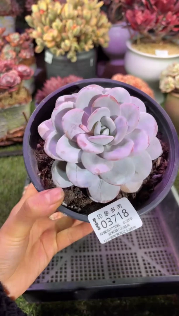 【闪购商品】03718