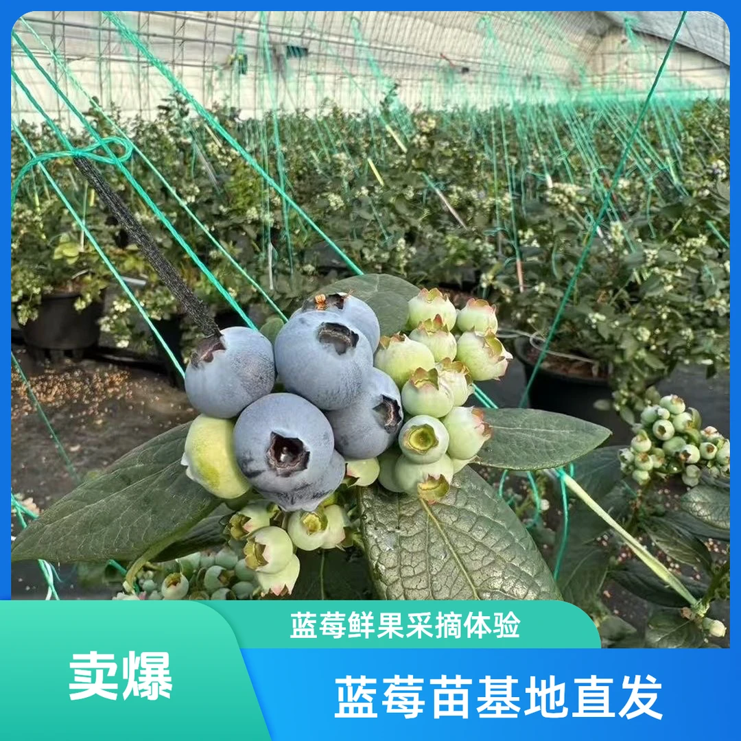 正品特大纯甜花香蓝莓树苗庭院花盆四季种植耐寒蓝莓树苗