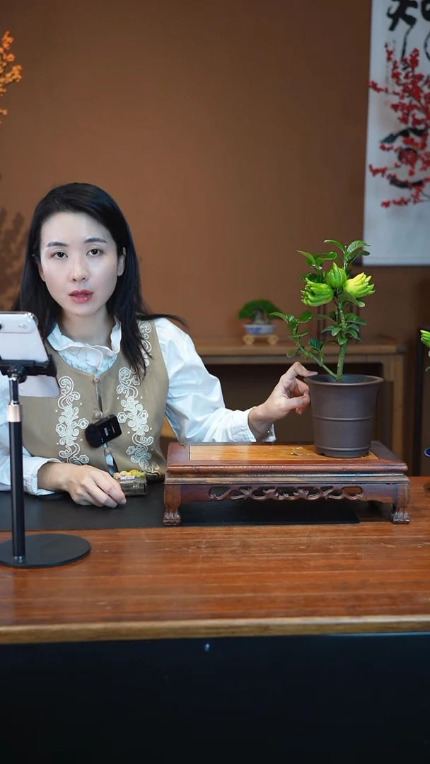 全部花朵佛手盆景盆景盆景