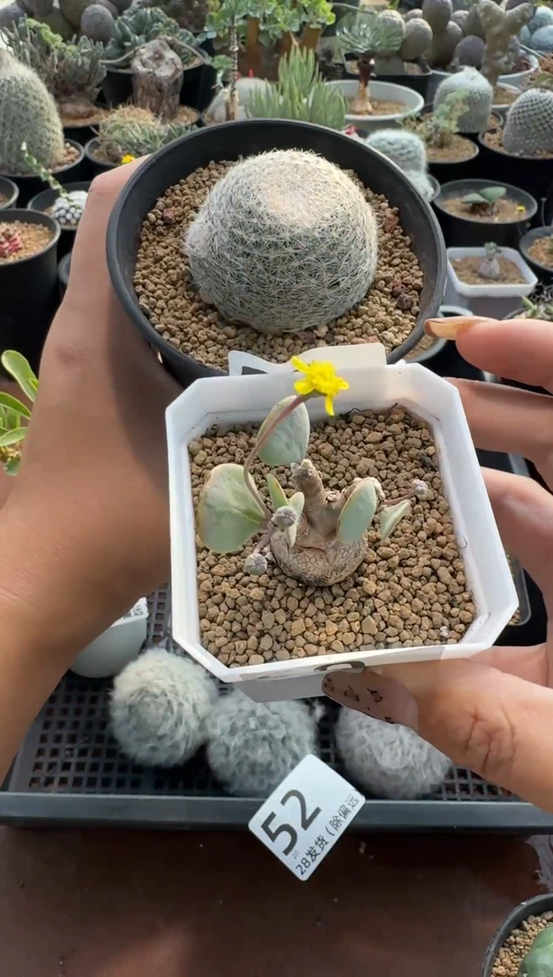 口**妹甜妹专拍白娟派马
