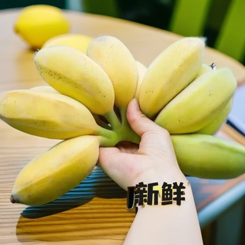 果蕉】广东苹果蕉粉蕉应季水果香蕉树熟甜薄皮现摘新鲜香甜粉软糯