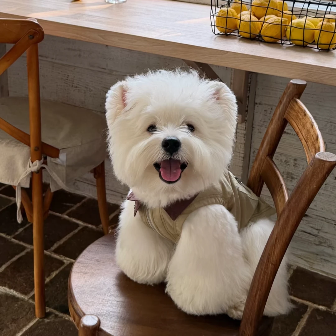 【悄悄专属】西高地幼犬西部高地白梗犬软毛爆毛西高地宠物狗狗