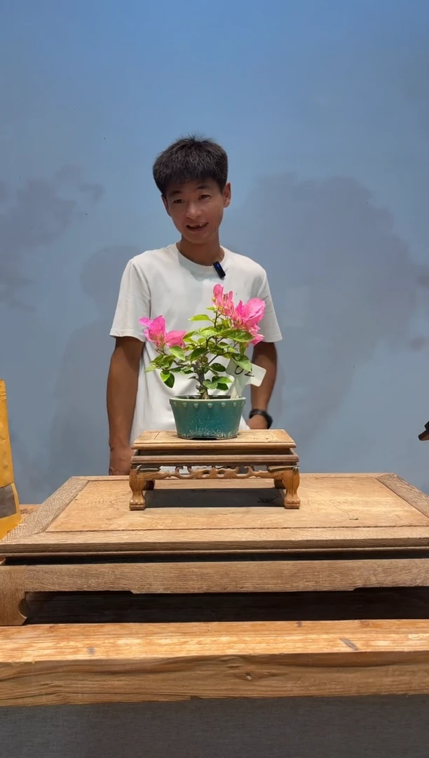 无花朵开****5三角梅专场一物一拍2