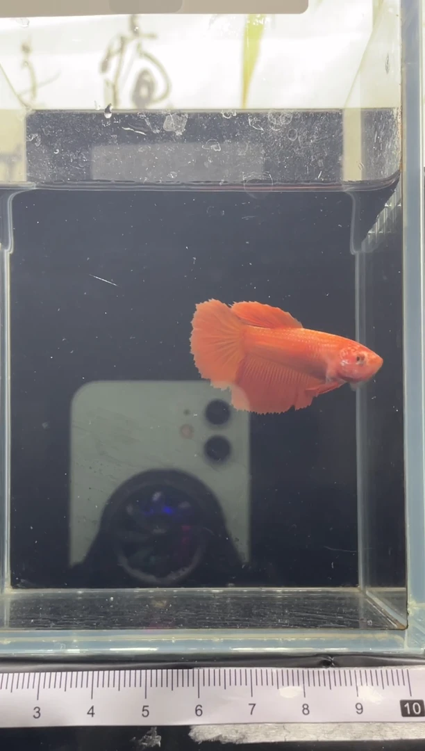 斗鱼泰国精品斗鱼A41（母鱼）