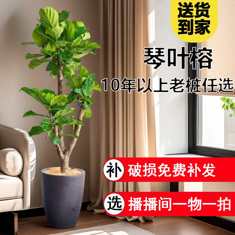 琴叶榕老桩大型大叶绿植室内盆栽客厅办公室阳台植物造型盆景