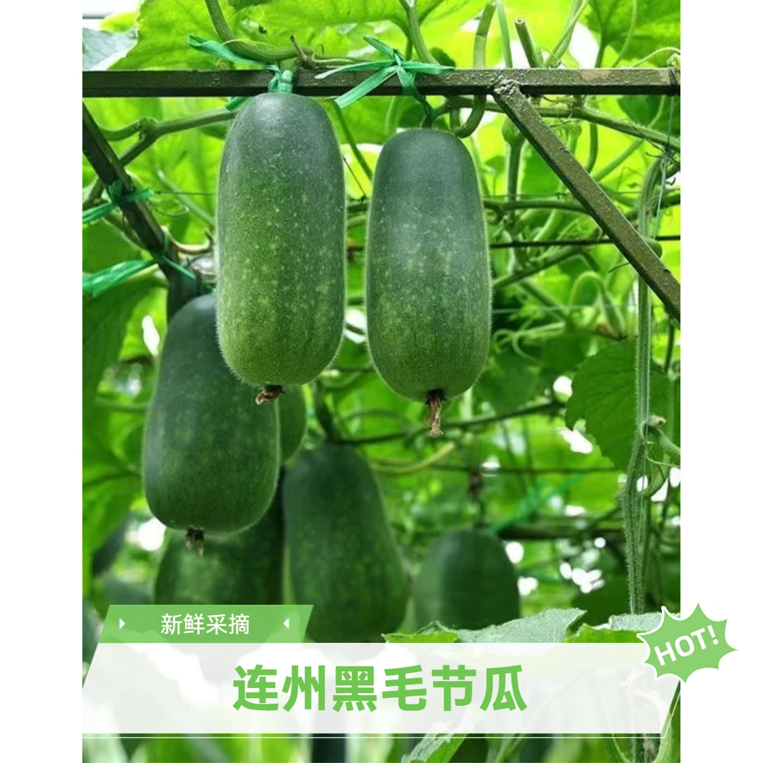 粤北山区连州富硒黑节瓜新鲜现摘自然生长6/10斤顺丰