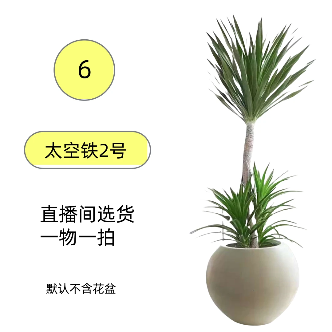 太空铁大型好养盆栽绿植