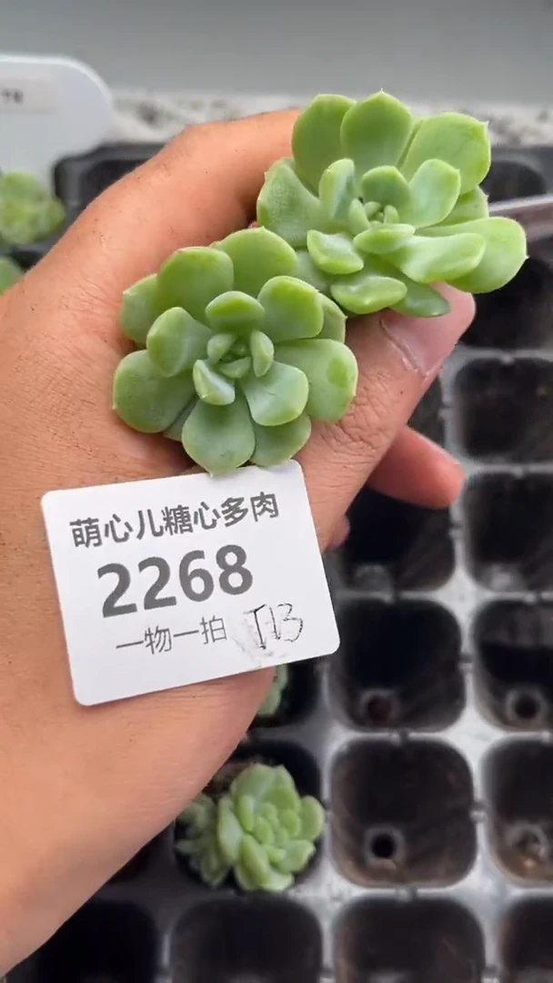 2268 T13多肉植物