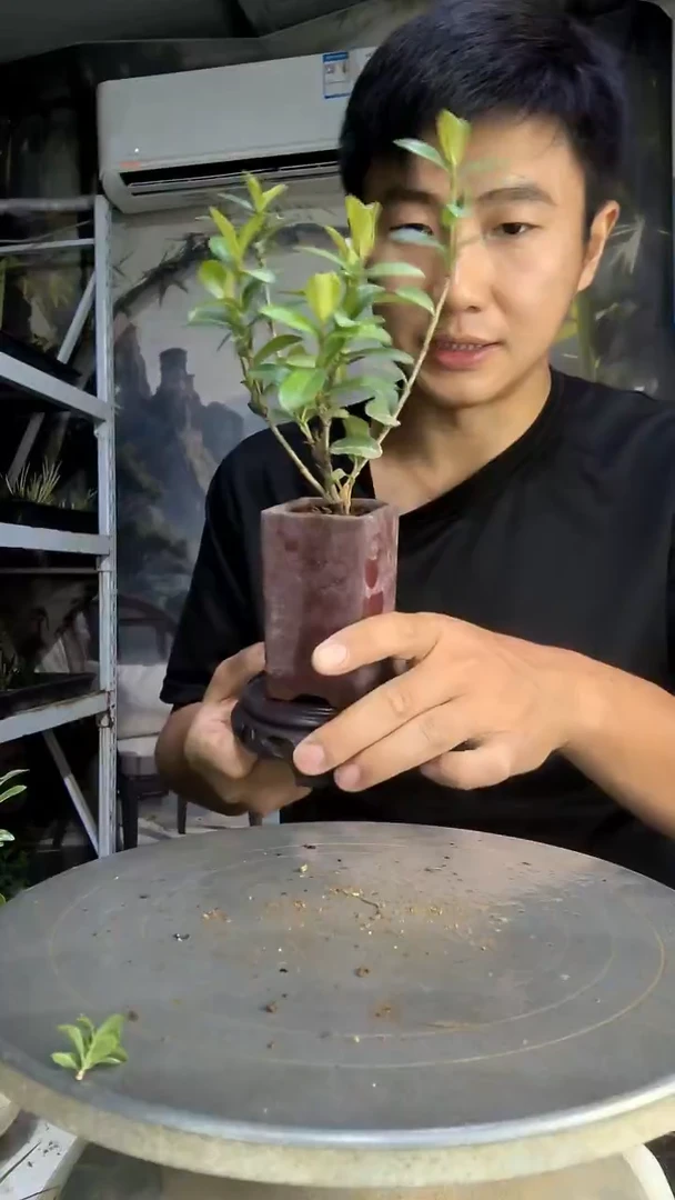 橙***厨中青园艺一物一拍119