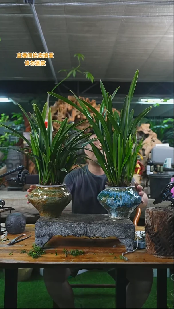 完全开放墨兰573T