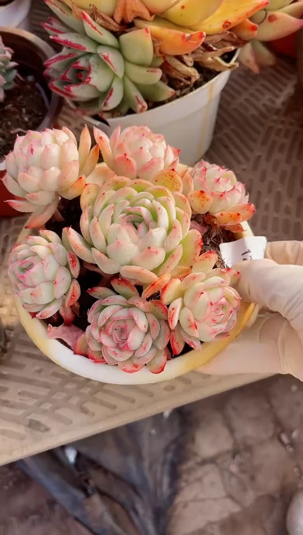 【闪购商品】12173