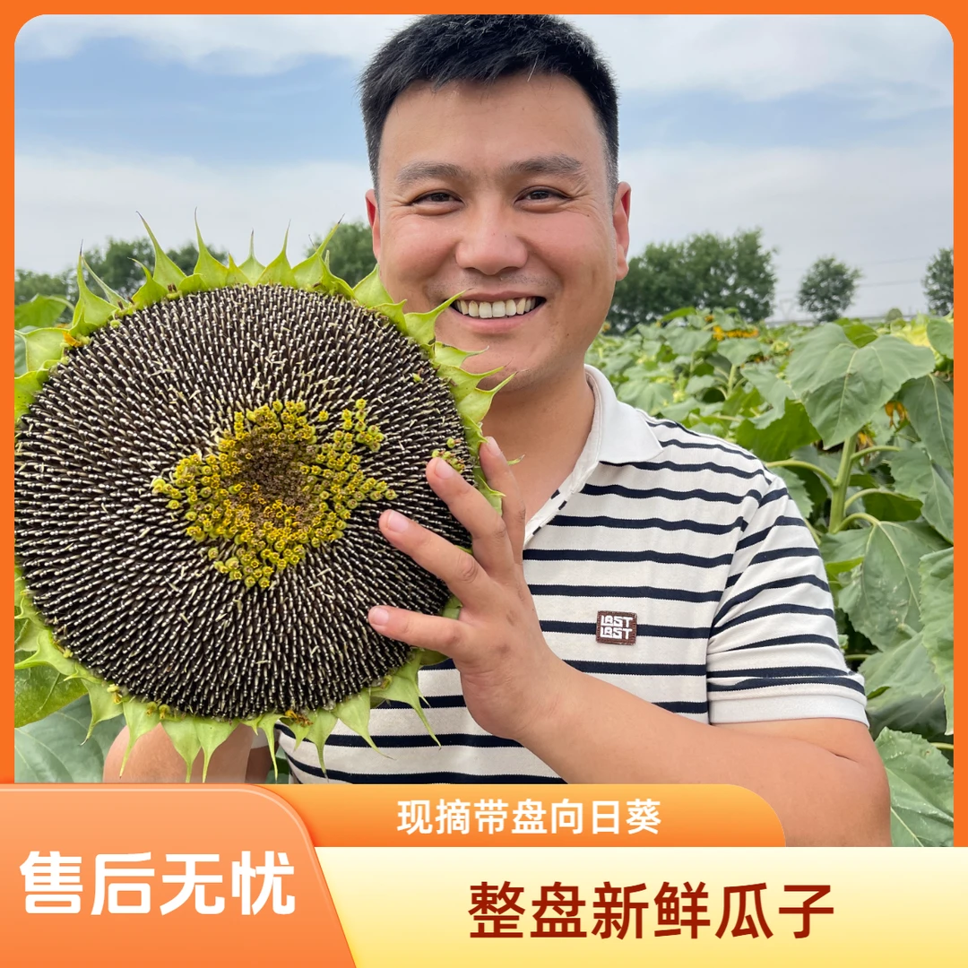 【618推荐】整盘发的向日葵瓜子新鲜现摘2盘约3-5斤