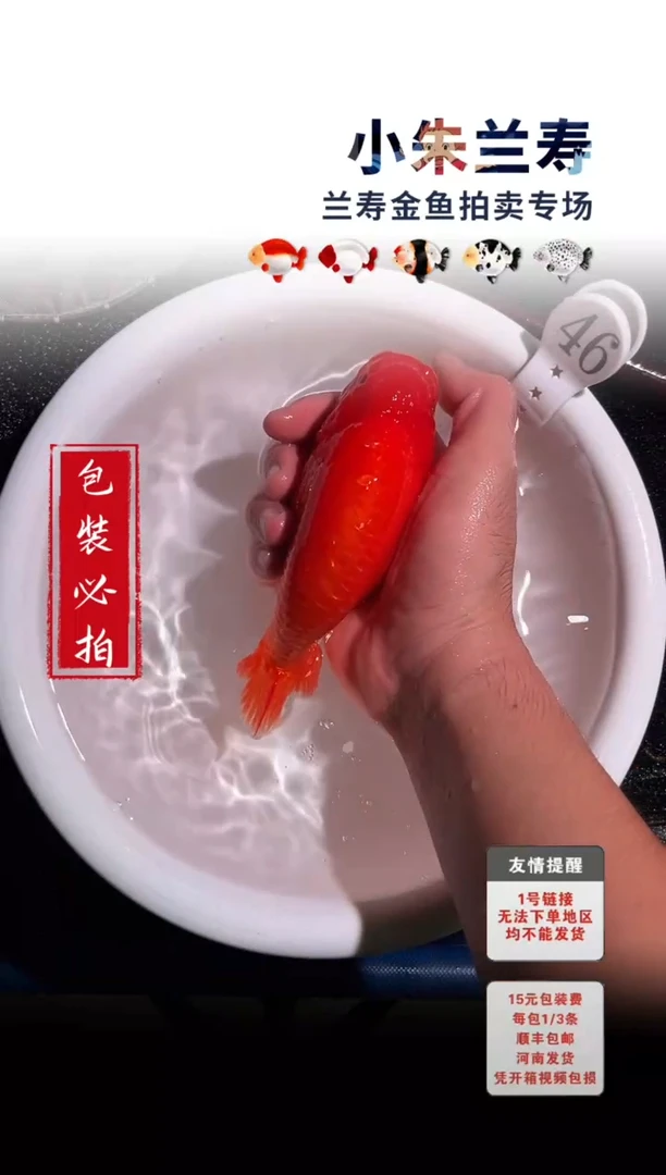 金鱼包装必拍未拍顺丰到付46号