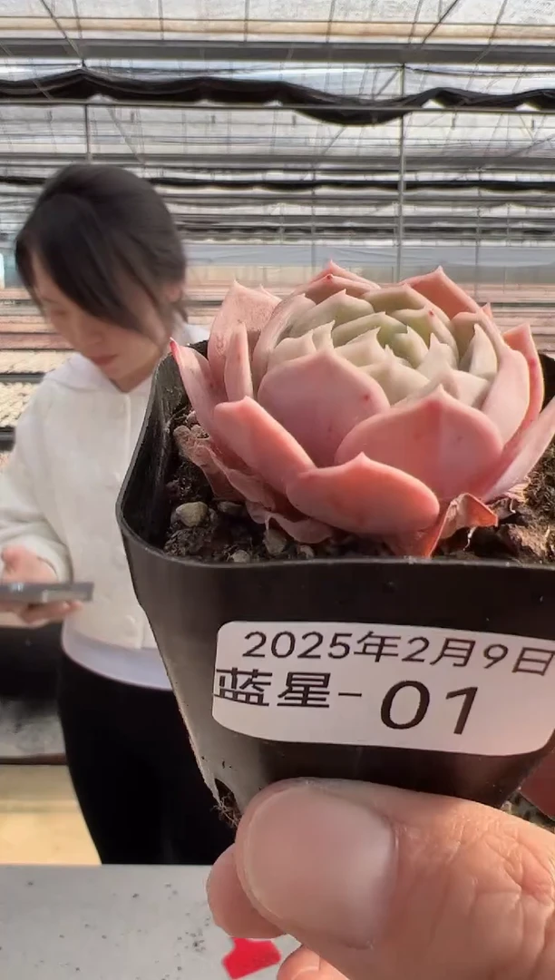 【闪购商品】蓝星-1