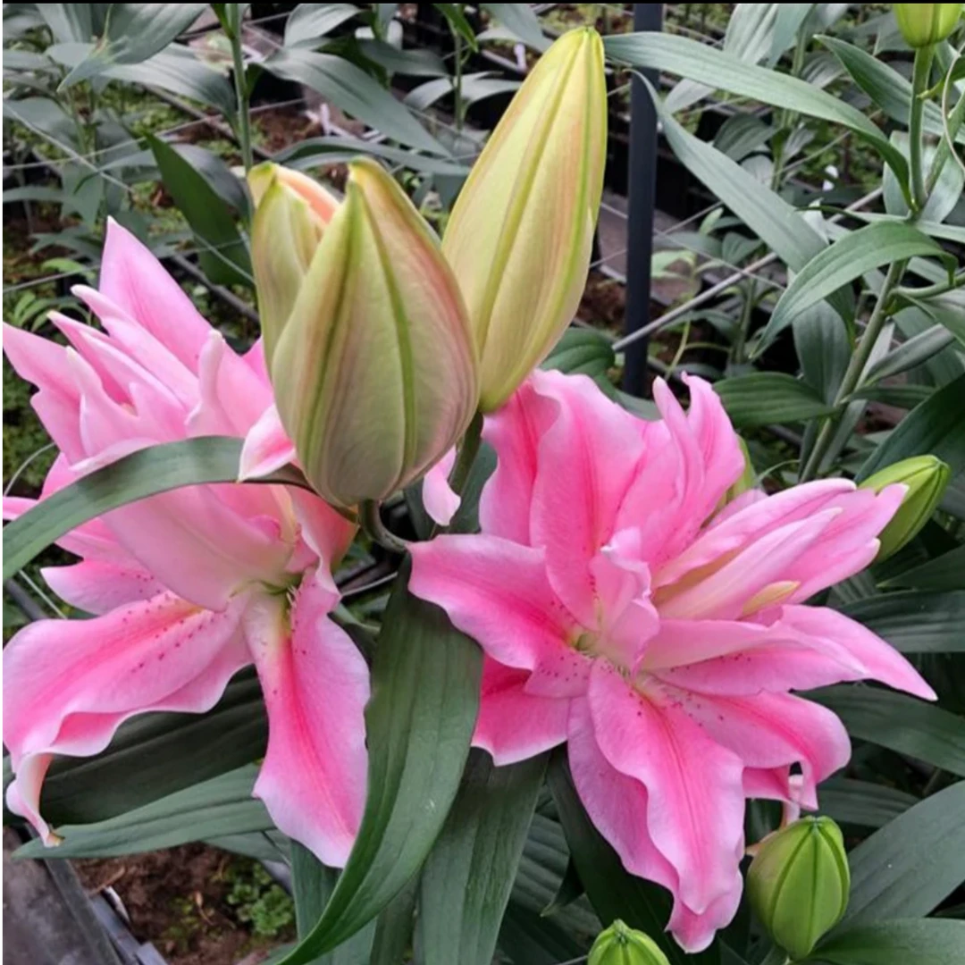 【莎米拉 】13/15进口重瓣香水百合种球四季栽种种植百合