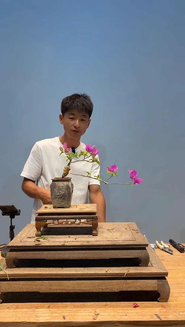 aa三角梅专场一物一拍51