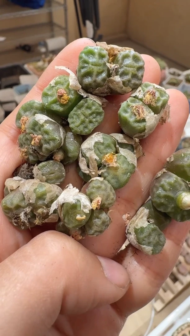 144多肉植物肉锥般若烧麦一颗