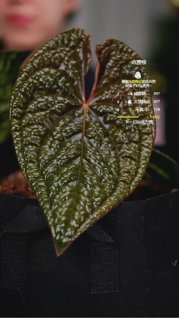 完全开放奇妙森林母本奢华侧芽