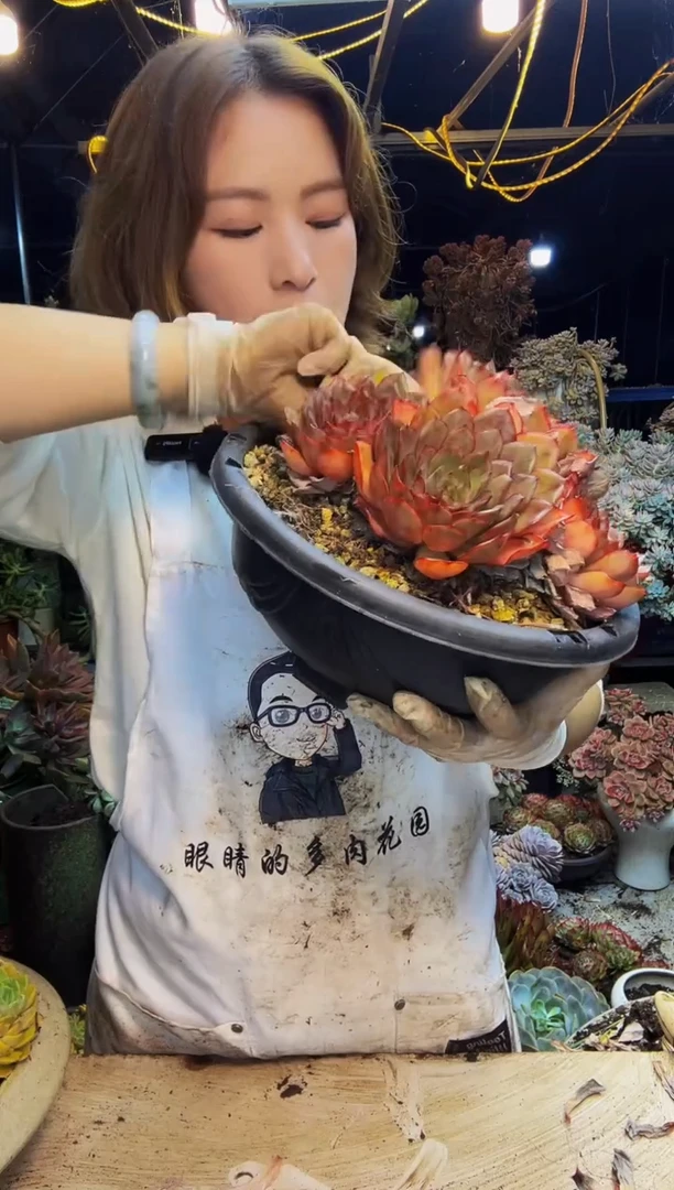 冰红茶大群脱土包邮