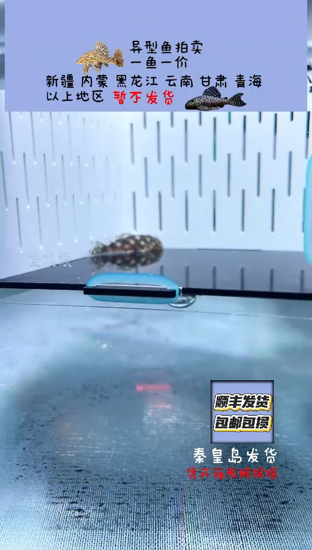 清道夫3.6不包入缸损66