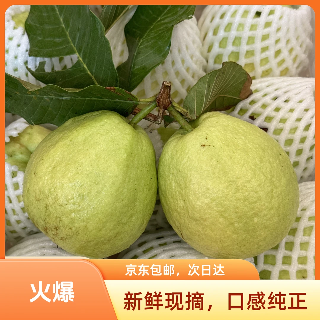 新鲜采摘奶油芭乐白心香脆糯番石榴3斤-5斤当季新鲜水果包邮