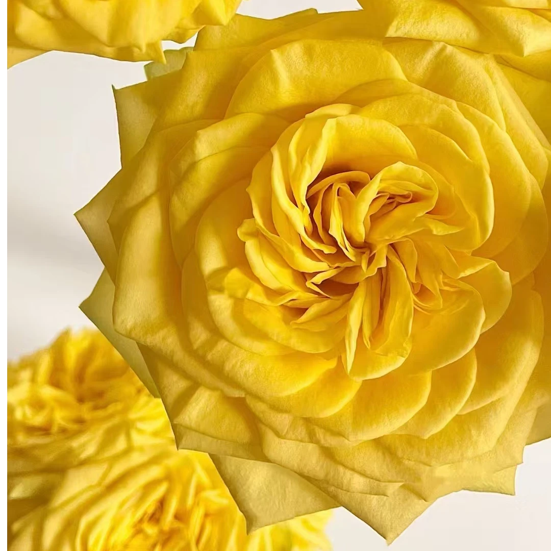 【邻家】【月光女神60cm】【20支】单头玫瑰 全场任意两单顺丰冷链包邮