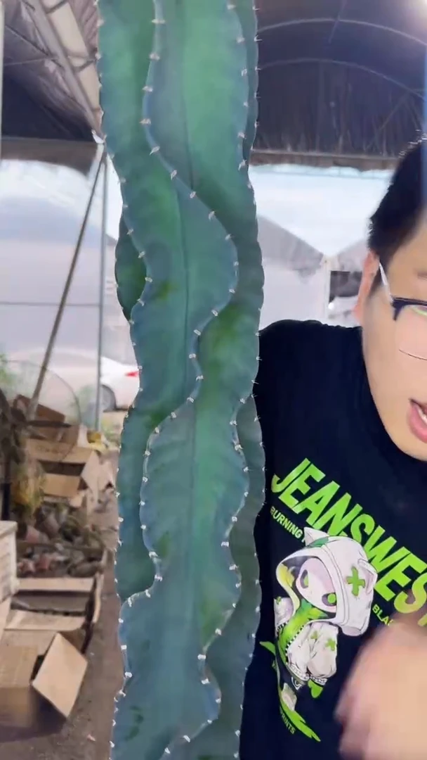 高100-140cm 秘鲁苹果【无根】