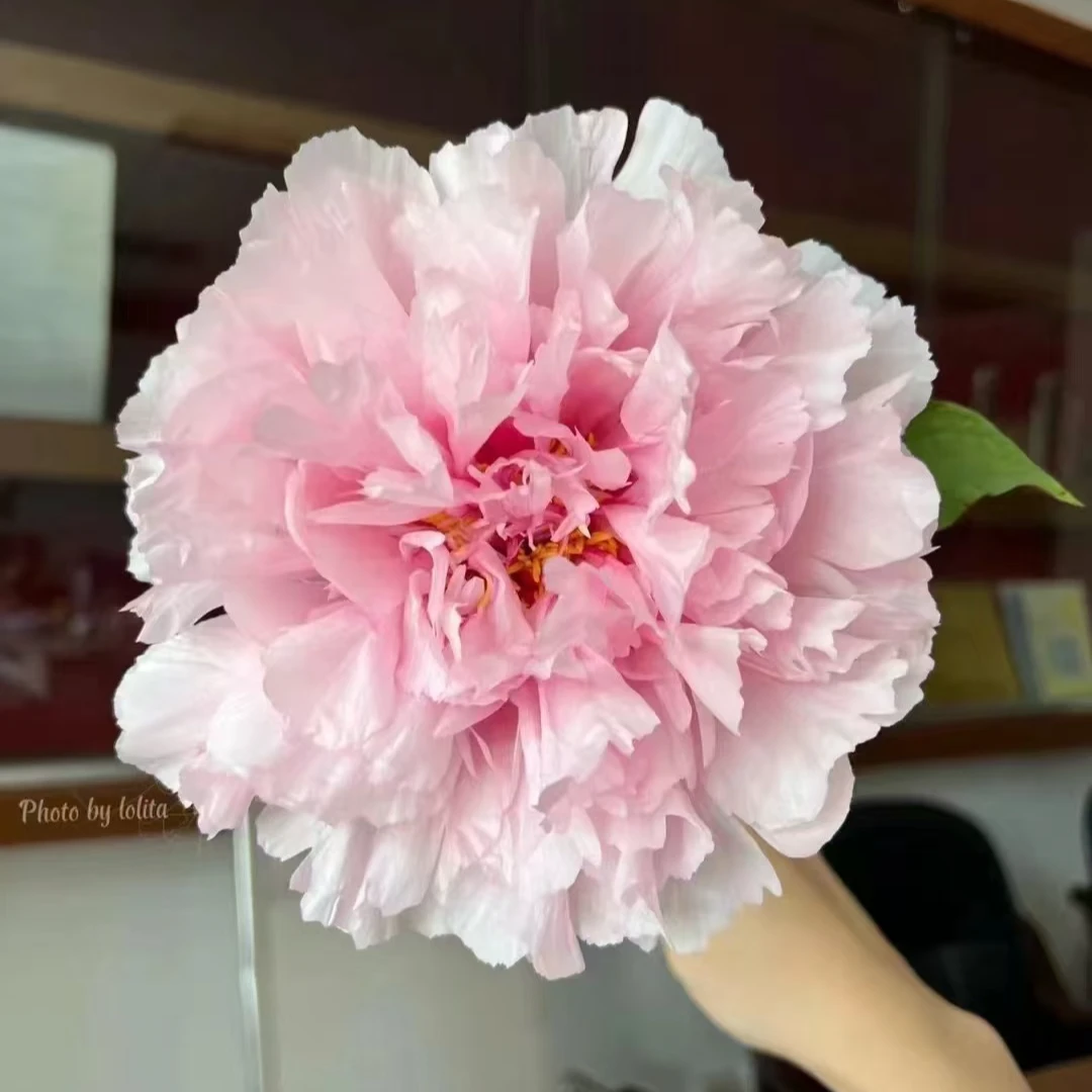 菏泽牡丹基地直发“鲜切”A级观赏牡丹重瓣大丽花大花瓶插包装