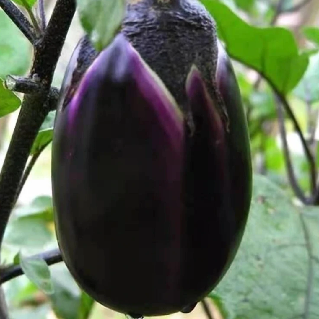 本地老乡自种高山农家新鲜现摘老品种圆茄子顺丰包邮