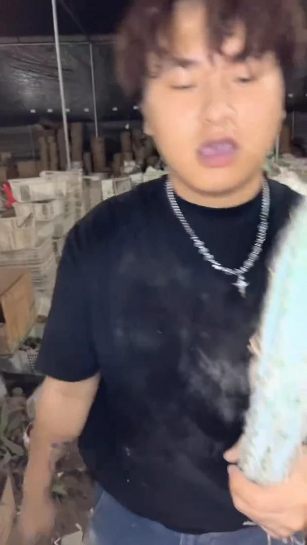 长毛 蓝柱【带根】