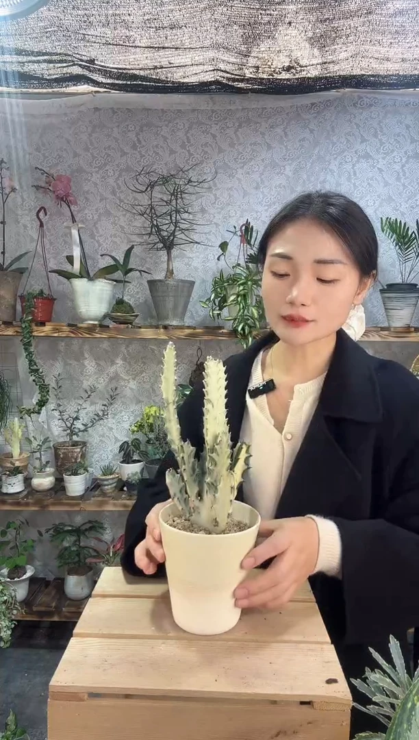 完全开放白龙骨沙生植物加盆85