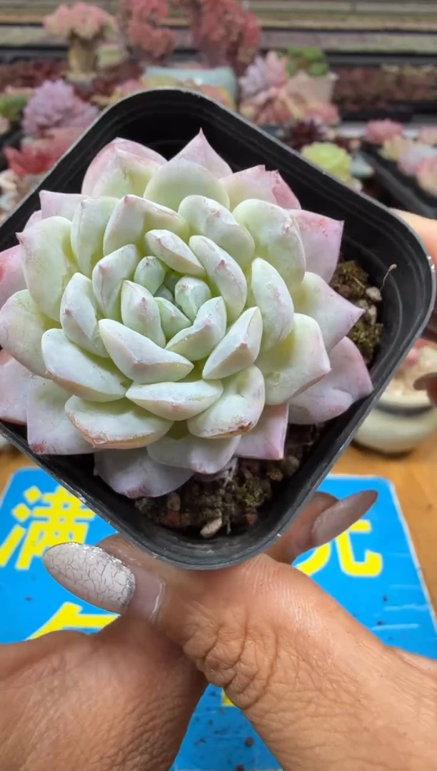 东云多肉园二店-543