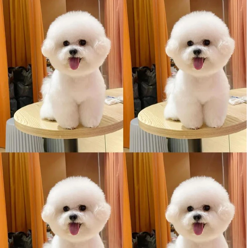 【全宠爱-悦悦来了】精品比熊泰迪雪纳瑞西施精品宠物