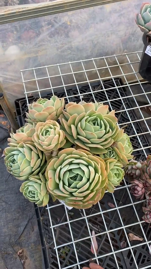 【闪购商品】1550桃花坞