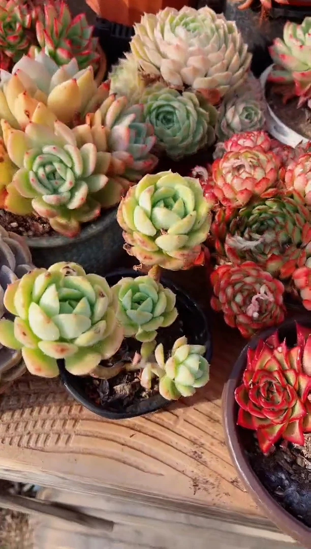 【闪购商品】22141