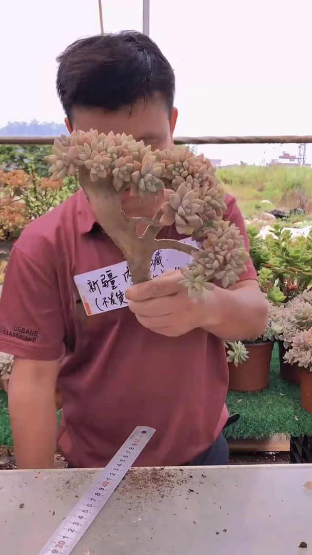 195淡雪缀化一物一拍