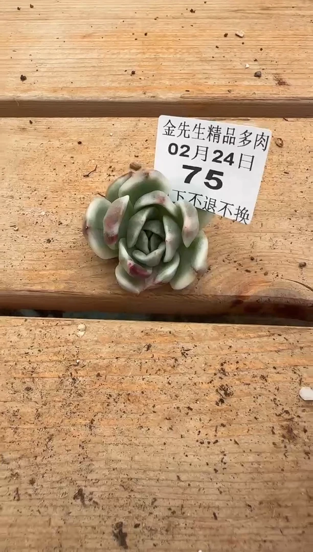 【闪购商品】0224-75黑玫瑰锦头盖