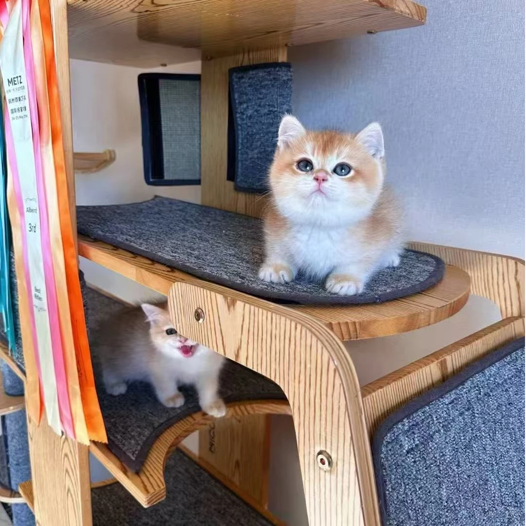 【大鹏】可爱猫咪金渐层长毛矮脚