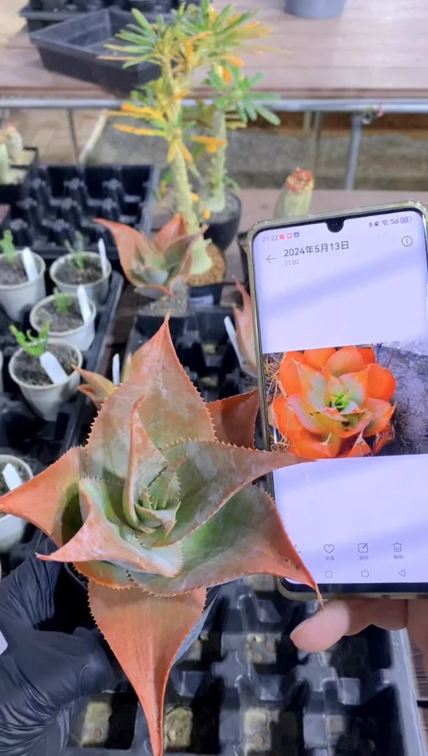 【闪购商品】伊玛洛特FA-9970