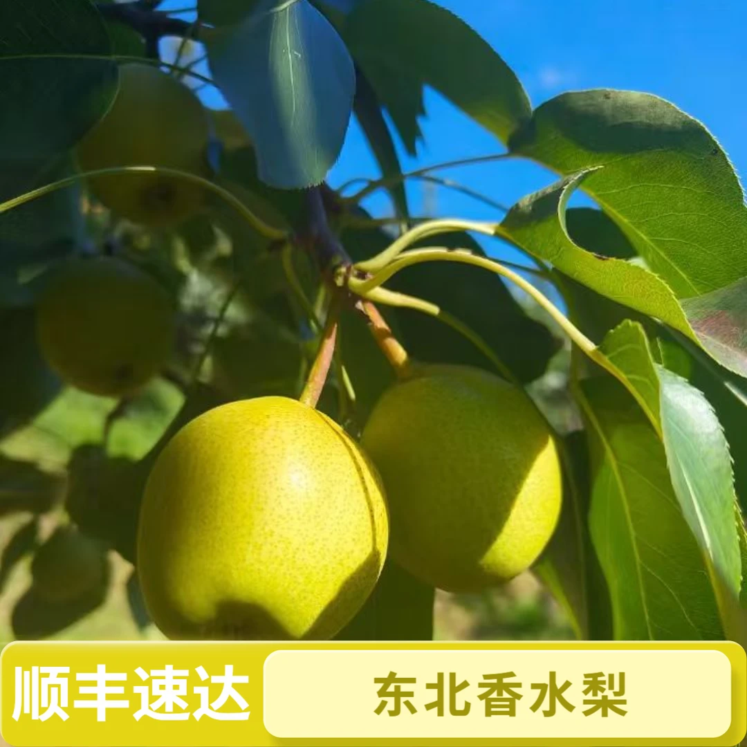 【顺丰】东北老品种香水梨现摘现发五斤装顺丰包邮