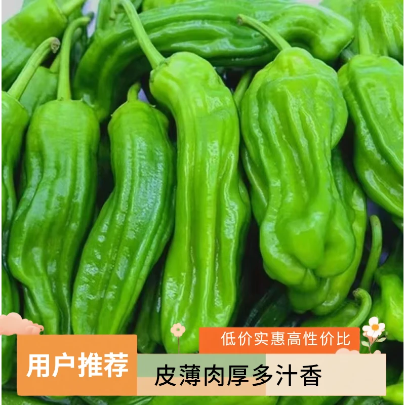 农家自种青椒助农专用2斤装