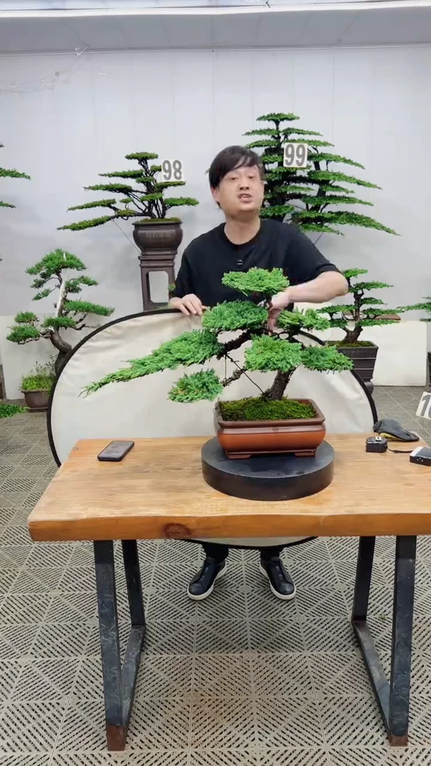无花朵造型盆景一物一拍