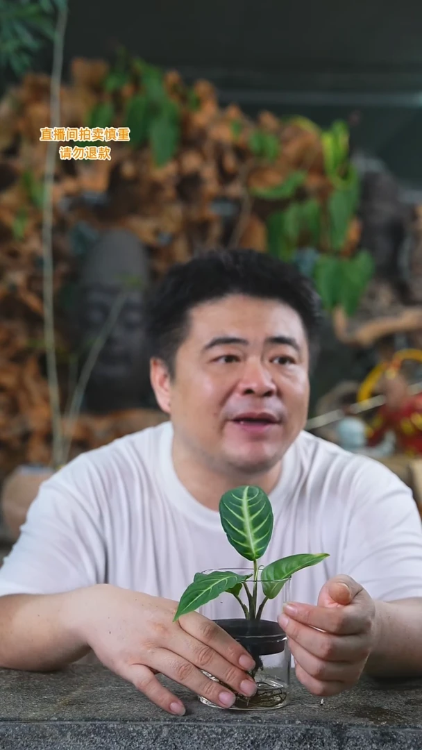当前无花栽培后可以开花乳脉千年芋374T