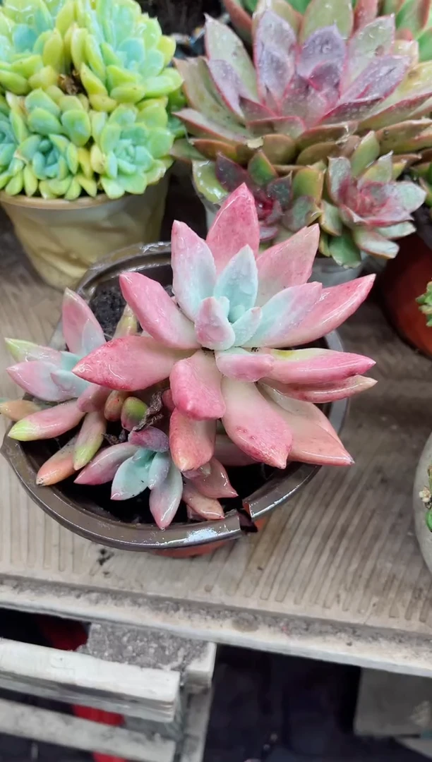 宁****丽19016多肉植物一物一拍