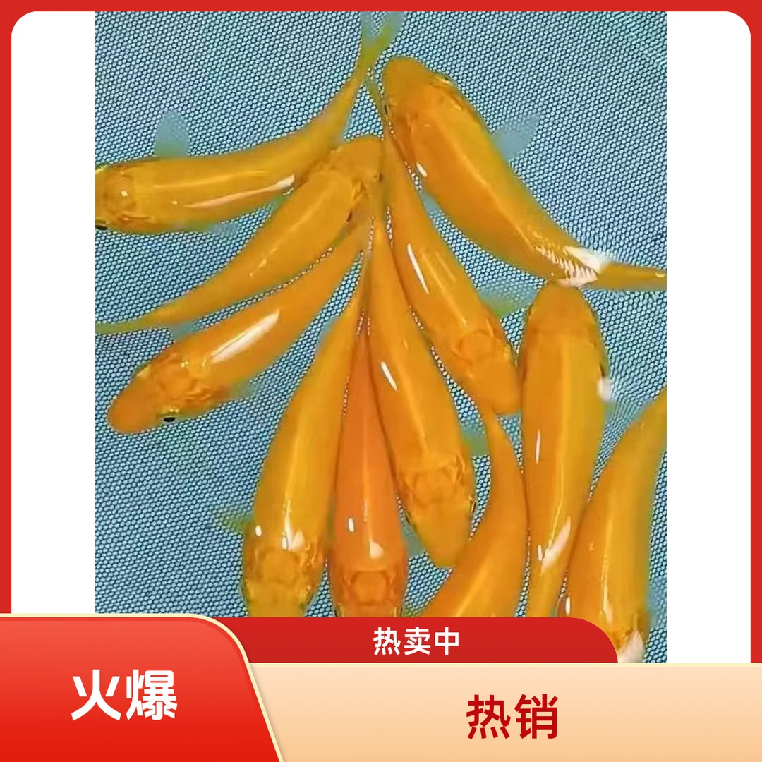 赤目芥子锦鲤带头观赏鱼纯种锦鲤招财红芥子锦鲤巨型好养领头血统