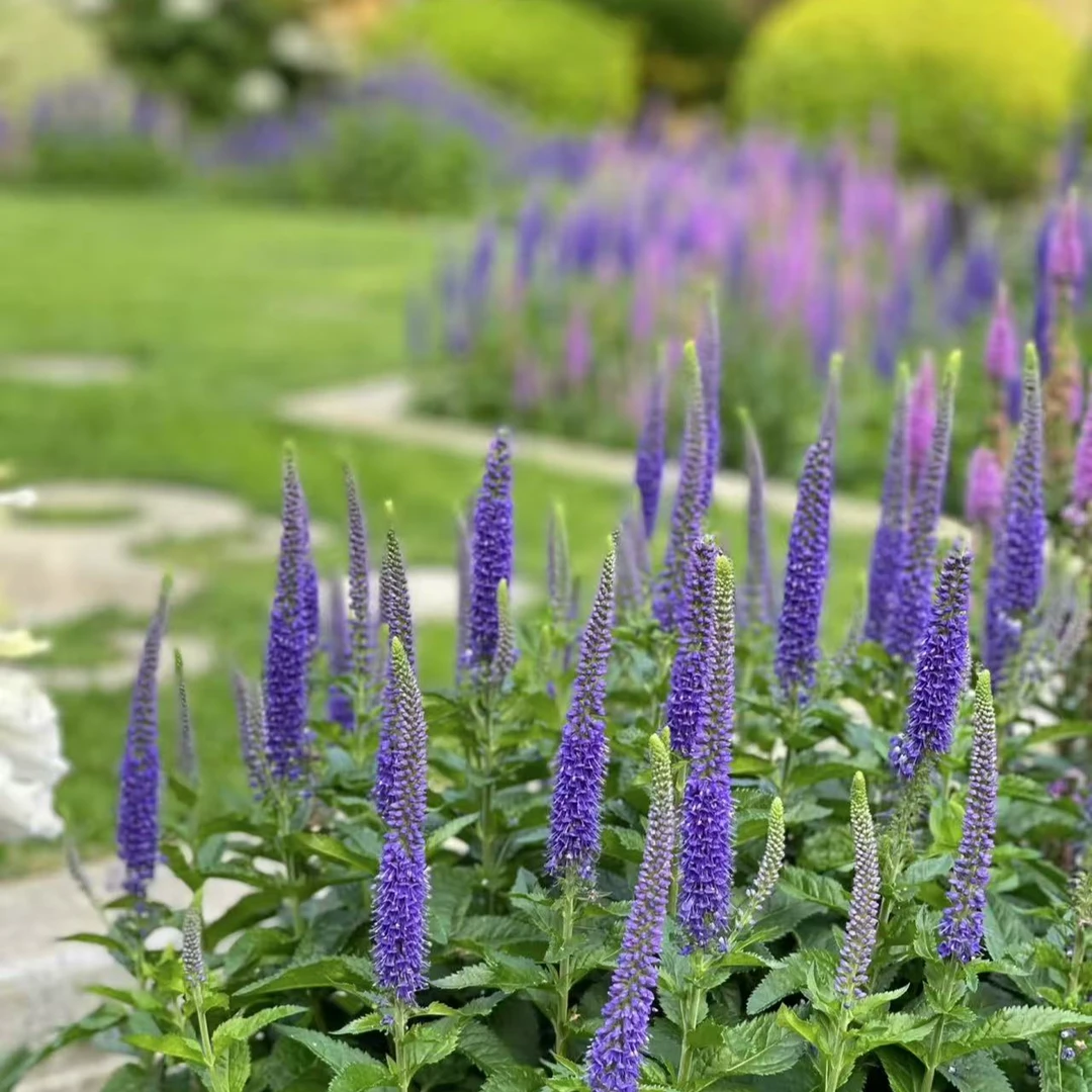 【婆婆纳】一加仑盆进口土壤耐热耐寒庭院植物两件包邮