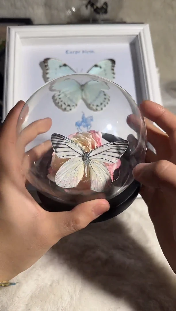 有机玻璃优越斑粉蝶