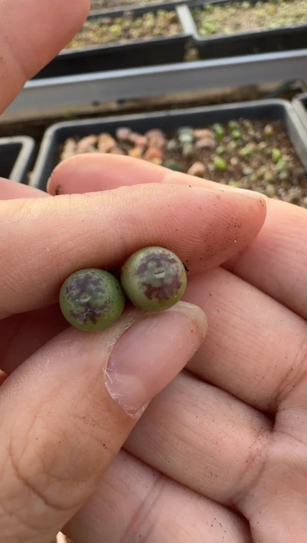 【闪购商品】7-475