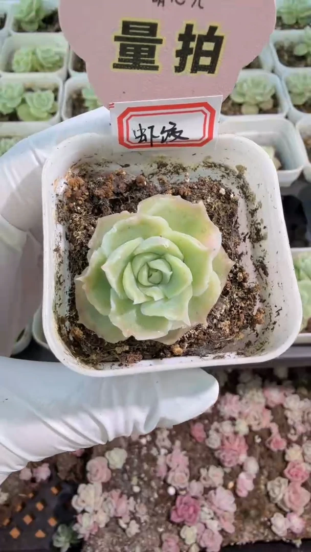 虾饺五方一盆 单双混 量拍混发